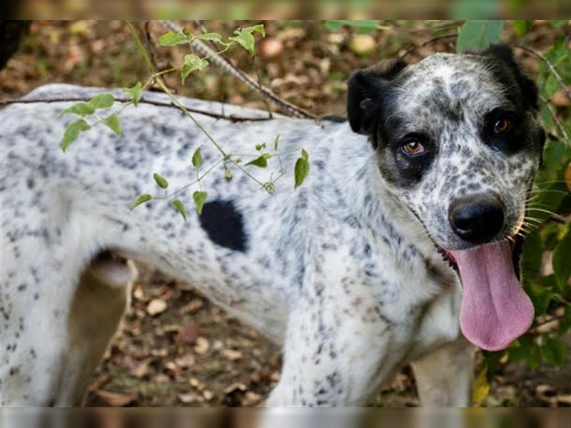 Danijel - Viel Hund, viel Herz: Riesenbaby mit Goldherz sucht aktive Menschen mit viel Platz