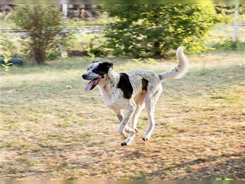 Danijel - Viel Hund, viel Herz: Riesenbaby mit Goldherz sucht aktive Menschen mit viel Platz