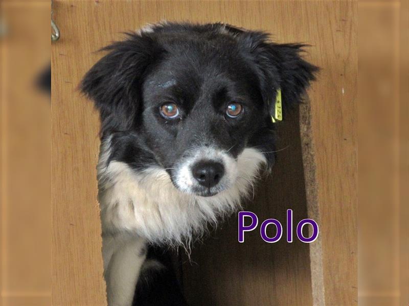 POLO ❤ sucht Zuhause oder Pflegestelle