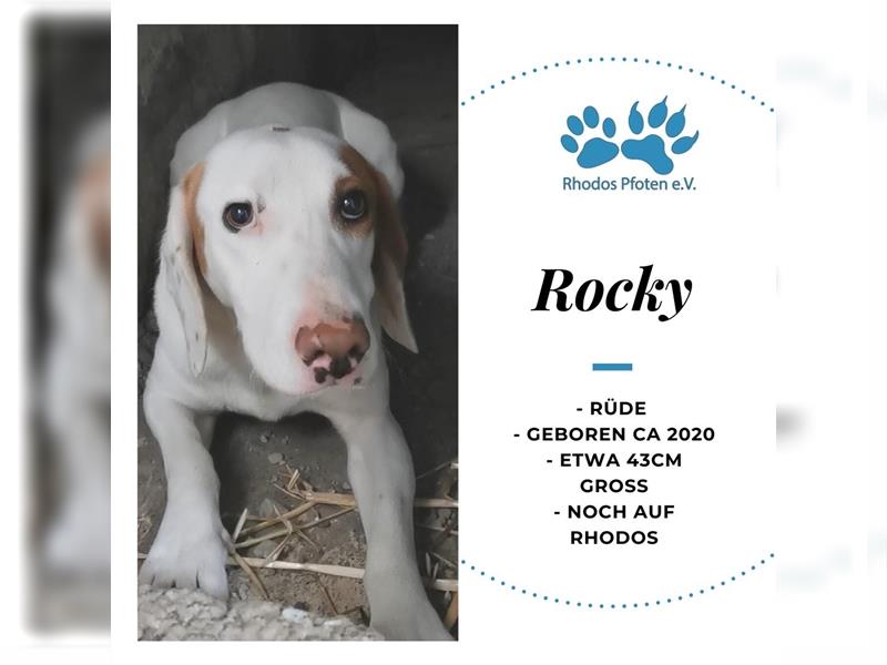 Rocky sucht sein zu Hause! ❤️