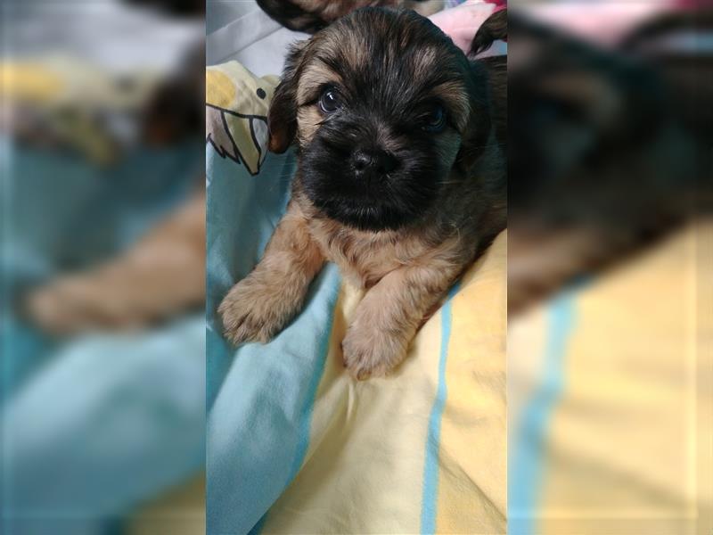 Shih Tzu- Yorki Welpen