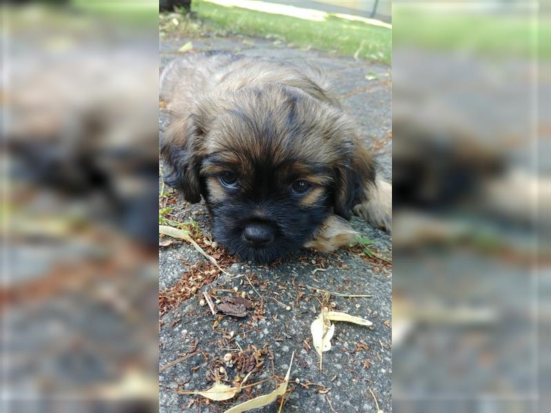 Shih Tzu- Yorki Welpen