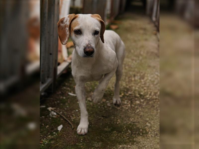 Brisko, geb. ca. 03/2019, lebt in GRIECHENLAND, auf einem Gelände, Hunde werden notdürftig versorgt