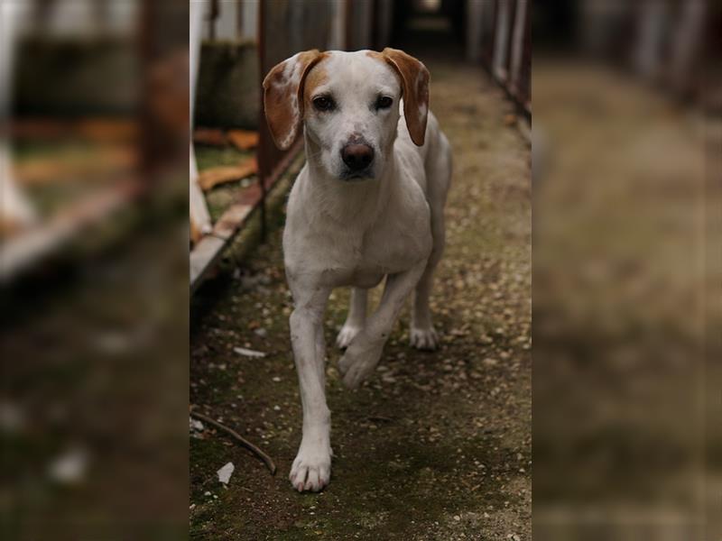 Brisko, geb. ca. 03/2019, lebt in GRIECHENLAND, auf einem Gelände, Hunde werden notdürftig versorgt