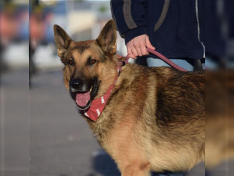 JAKO-absolut großartiger Hundekumpel