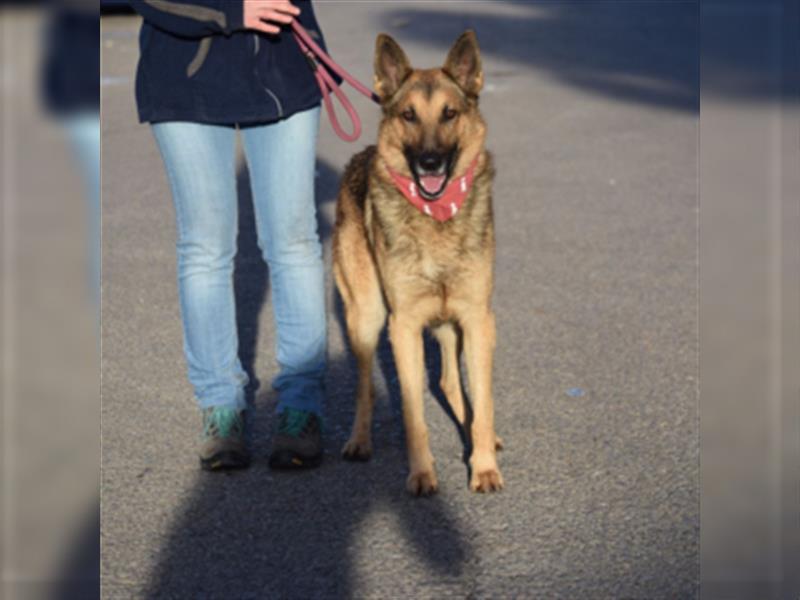 JAKO-absolut großartiger Hundekumpel