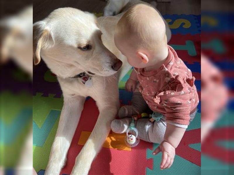 BUDDY  - toller Familienhund sucht tolle neue Familie!