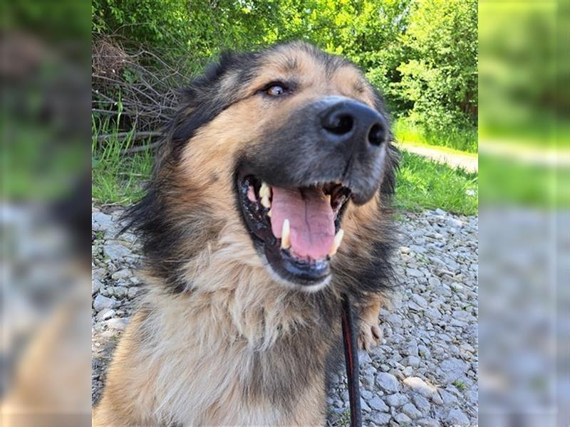 Rüde Hope -der immer lacht-  mag auch Katzen