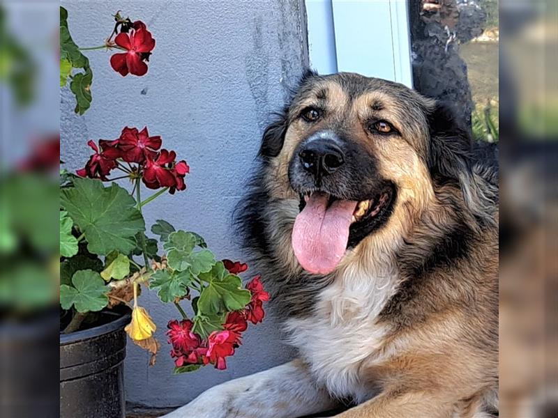 Rüde Hope -der immer lacht-  mag auch Katzen