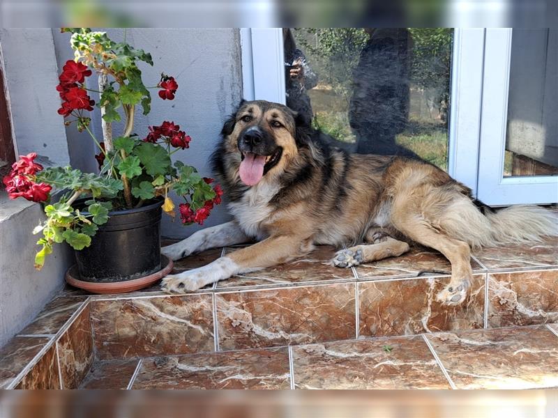 Rüde Hope -der immer lacht-  mag auch Katzen