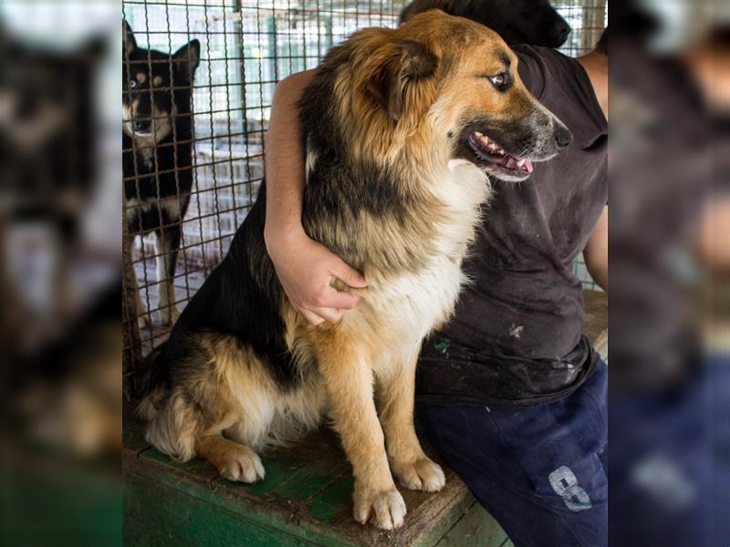 Nenad - Attraktiver Rüde bereit für ein glückliches Mensch-Hund-Team