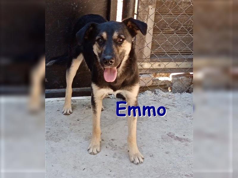 EMMO - sucht ein Zuhause 