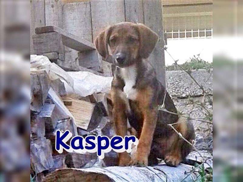 KASPER - sucht ein Zuhause 