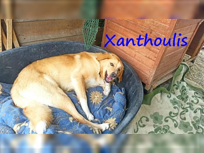 Xanthoulis 01/2019 (GRC) - kluger, fröhlicher und menschenbezogener Rüde!