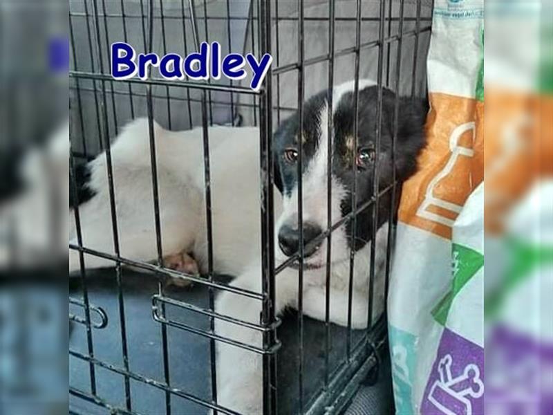 BRADLEY ❤ sucht dringend sein Für-Immer-Zuhause