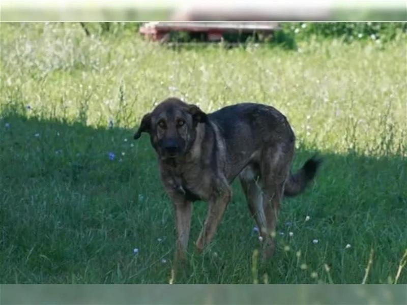 Kalu - Herzenshund sucht liebevolle Familie