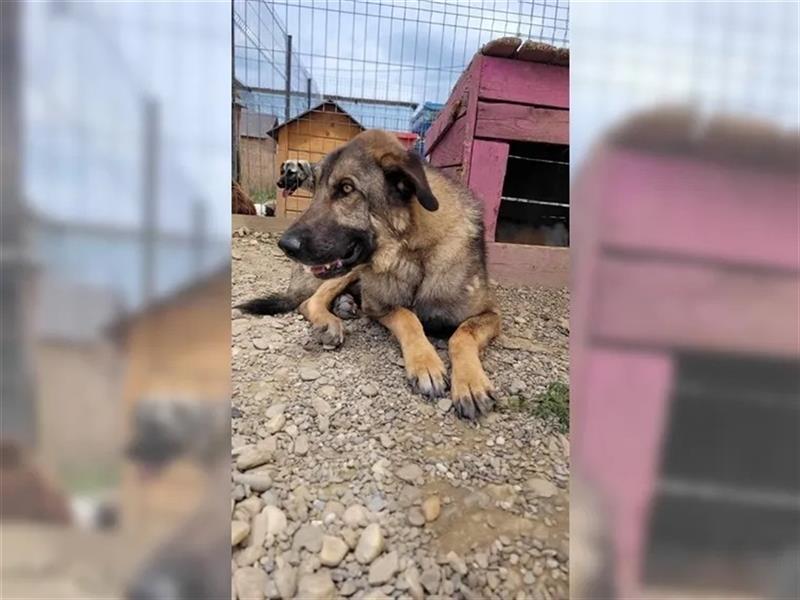 Kalu - Herzenshund sucht liebevolle Familie