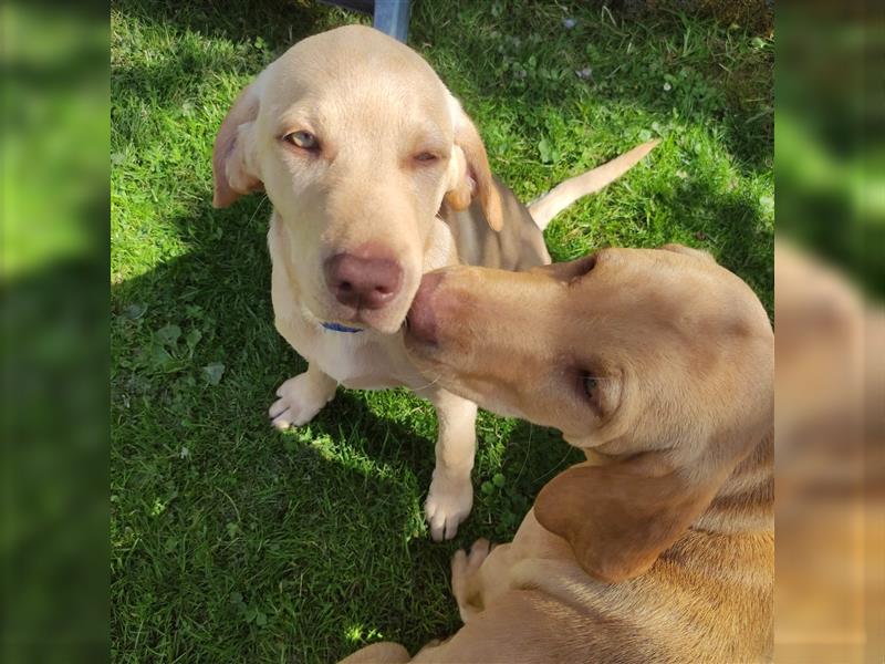 Vizslador Welpen Rüden und Weibchen