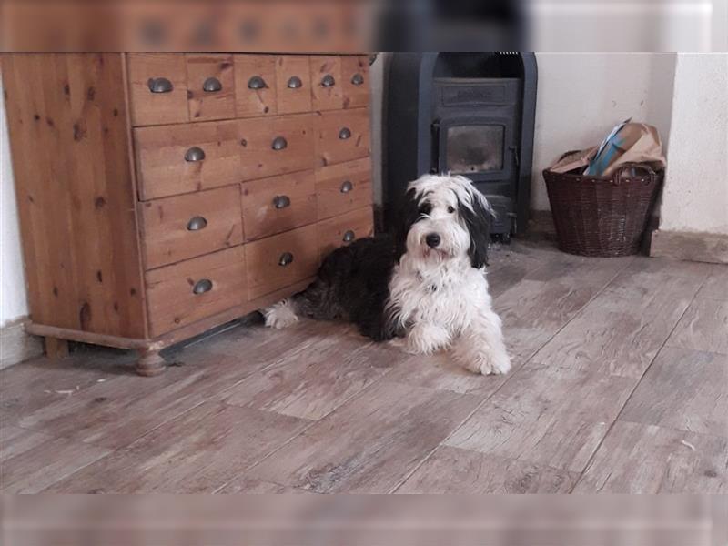 Bobtail-Bearded Collie -Mischlingswelpen