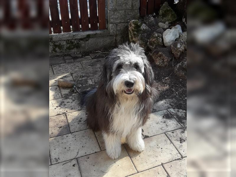 Bobtail-Bearded Collie -Mischlingswelpen