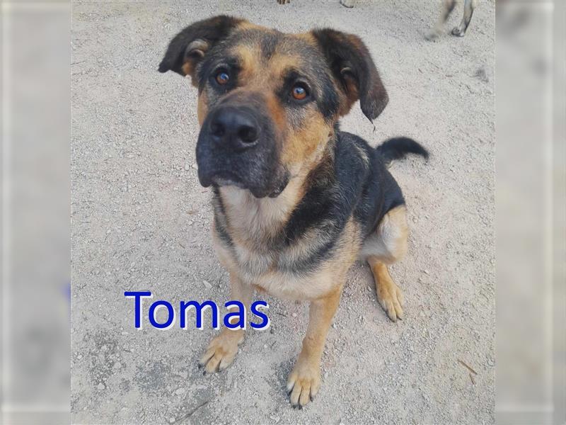 TOMAS ❤ EILIG! sucht Zuhause oder Pflegestelle