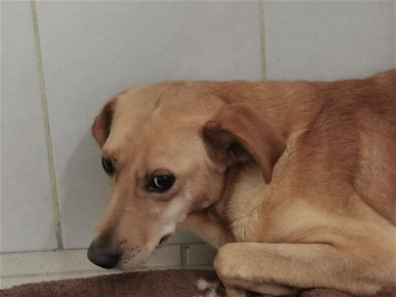 Angsthund Mimoza sucht empathische Hundeversteher