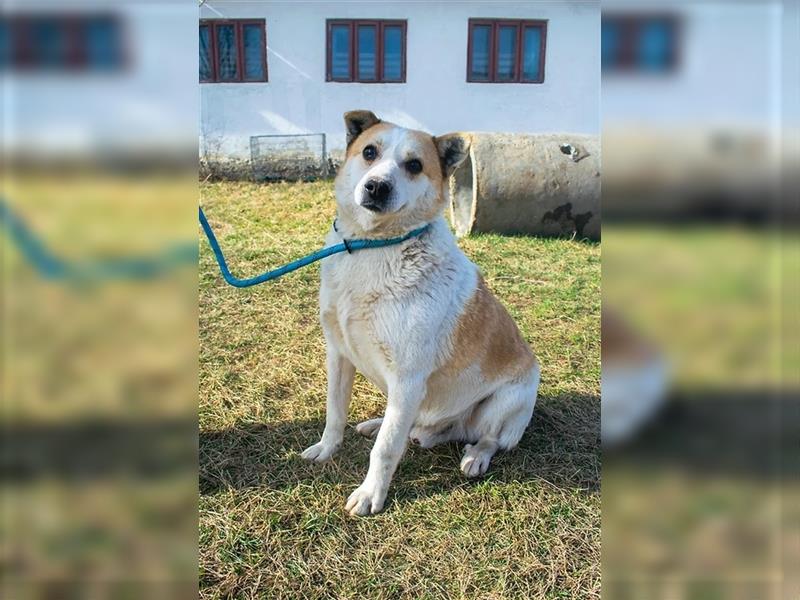 NANUK - sanfter Rüde sucht ein ruhiges Plätzchen