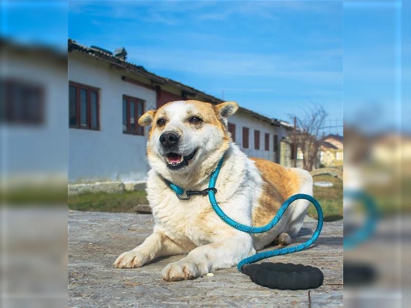 NANUK - sanfter Rüde sucht ein ruhiges Plätzchen