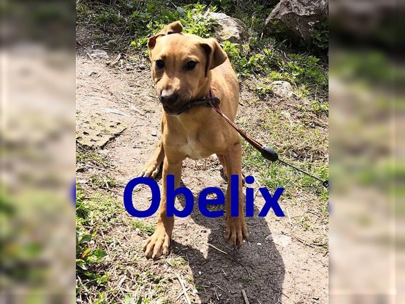 OBELIX ❤ sucht Zuhause / Pflegestelle