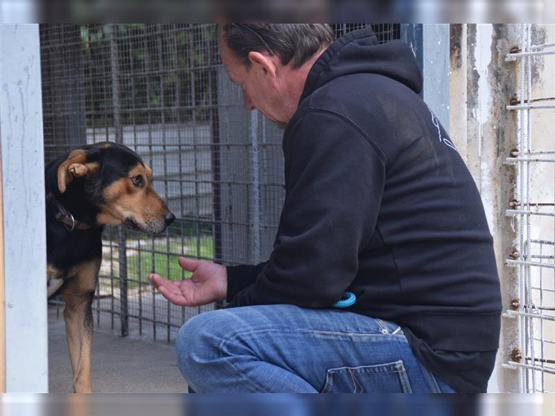 Buddy sucht aktives Zuhause mit Herz