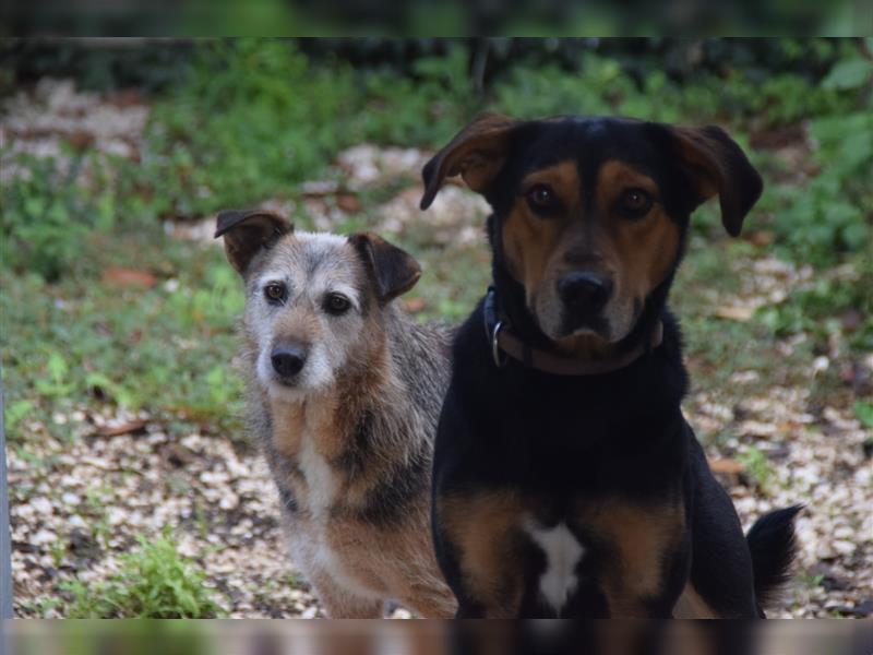 Buddy sucht aktives Zuhause mit Herz