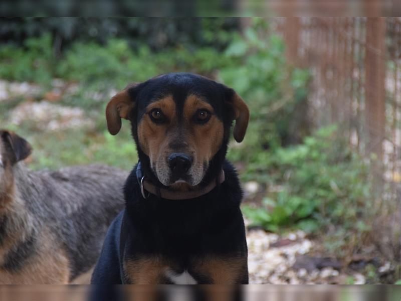 Buddy sucht aktives Zuhause mit Herz