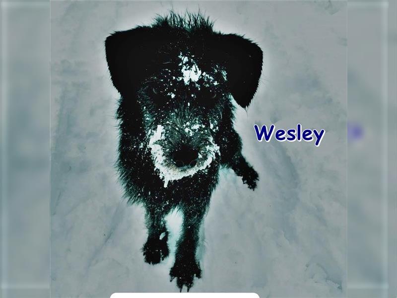 WESLEY - sucht super dringend sein neues Zuhause (derzeit in Manker)