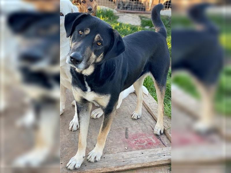 Senri, geb. ca. 11/2018, lebt in GRIECHENLAND, auf einem Gelände, auf dem die Hunde notdürftig verso