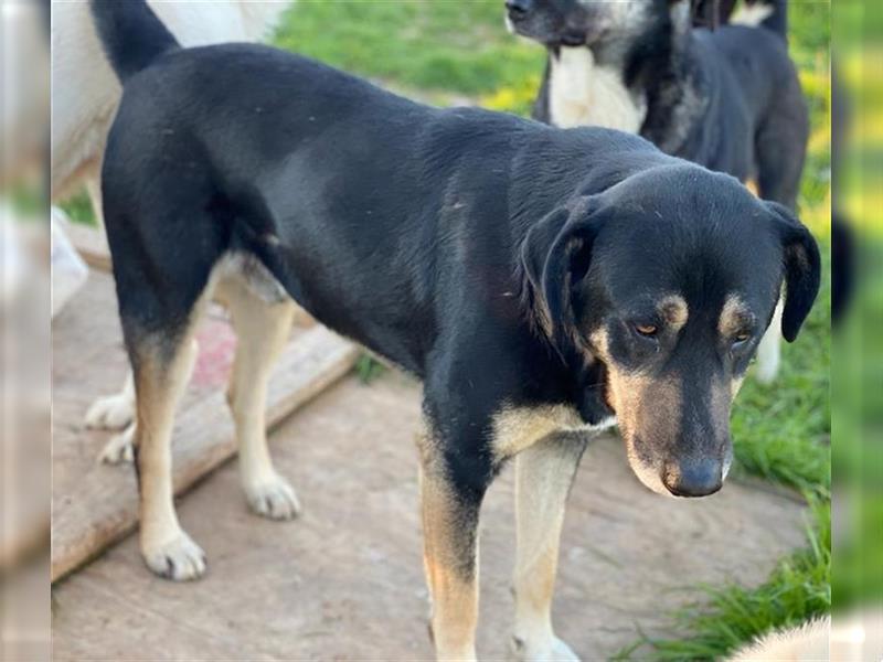 Senri, geb. ca. 11/2018, lebt in GRIECHENLAND, auf einem Gelände, auf dem die Hunde notdürftig verso