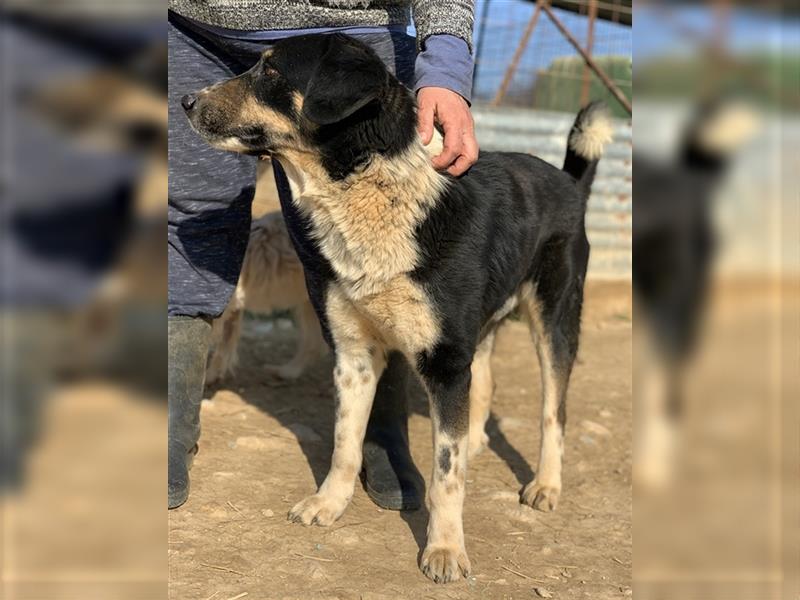 Omalos, geb. ca. 11/2018, lebt in GRIECHENLAND, auf einem Gelände, auf dem die Hunde notdürftig vers