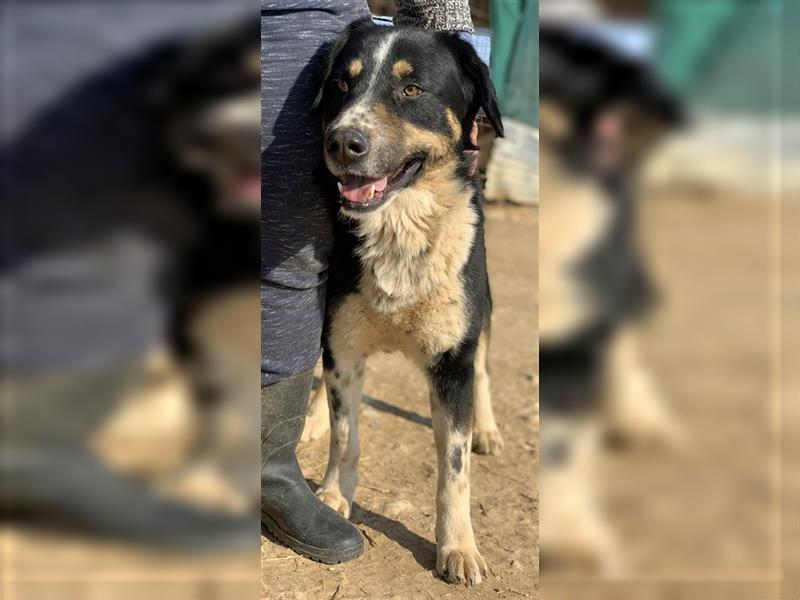 Omalos, geb. ca. 11/2018, lebt in GRIECHENLAND, auf einem Gelände, auf dem die Hunde notdürftig vers