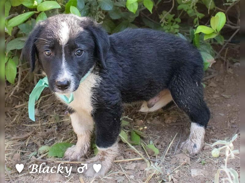 Blackie  und Joker suchen   ein Zuhause