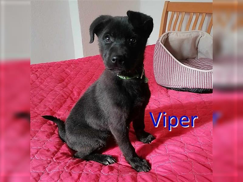 VIPER ❤ sucht Zuhause oder Pflegestelle