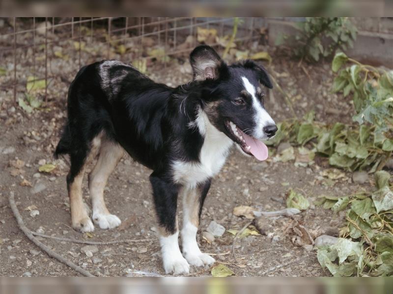 VITO - kleiner Kämpfer sucht liebe Familie