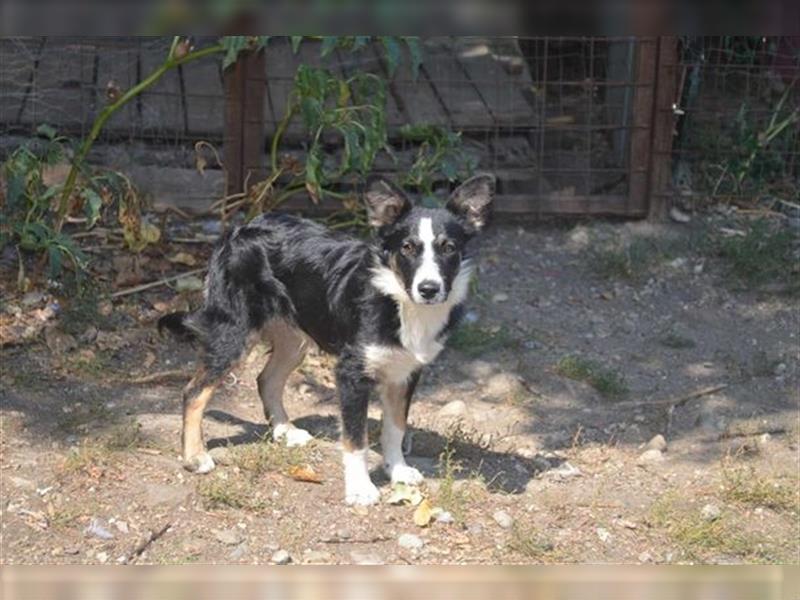 VITO - kleiner Kämpfer sucht liebe Familie