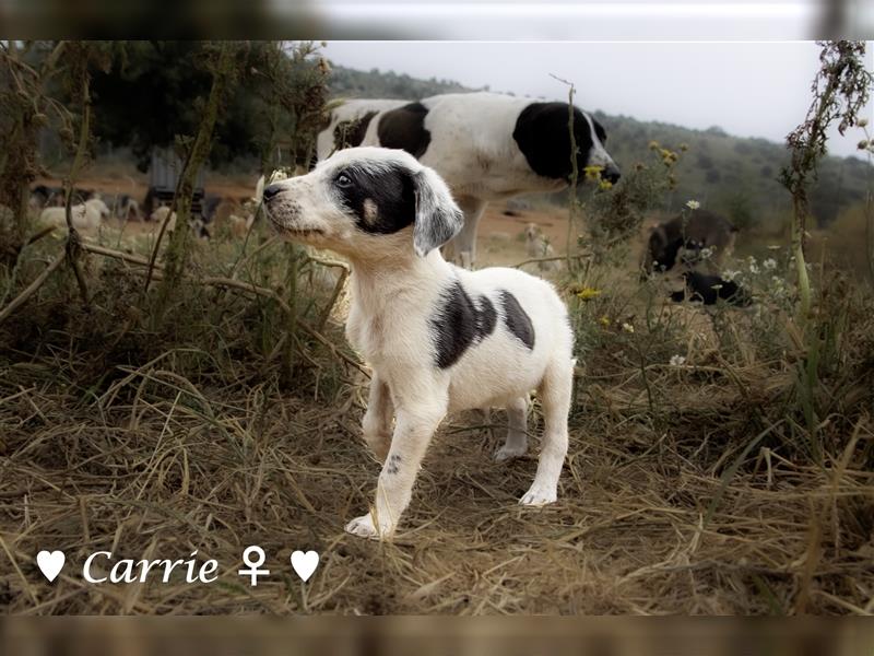 Cherrie und Terry suchen ab Mitte Juli ein Zuhause