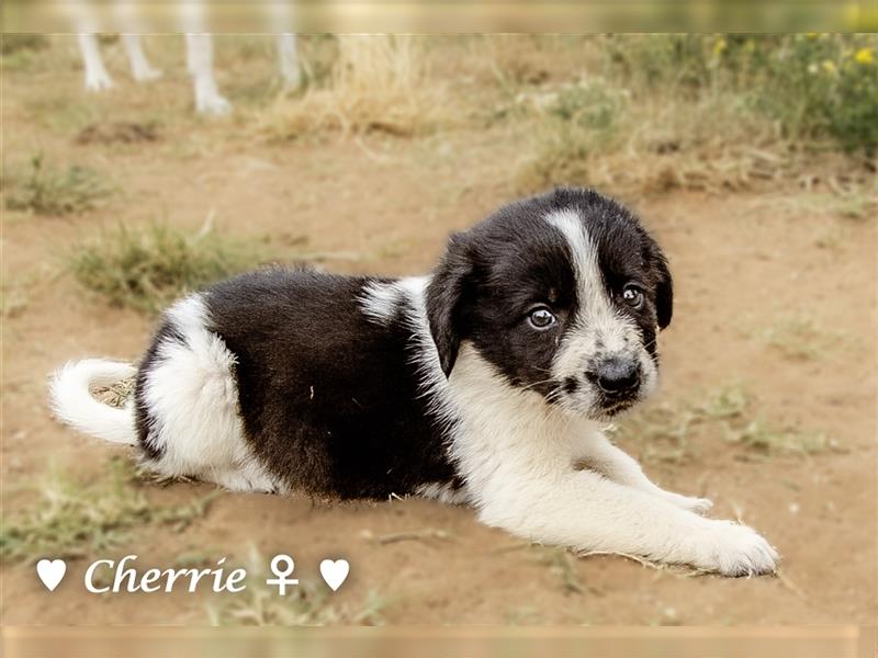 Cherrie und Terry suchen ab Mitte Juli ein Zuhause