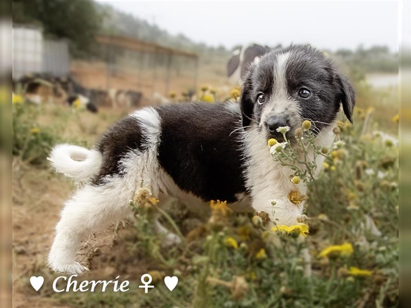 Cherrie und Terry suchen ab Mitte Juli ein Zuhause