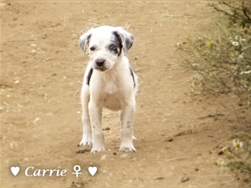 Cherrie und Terry suchen ab Mitte Juli ein Zuhause