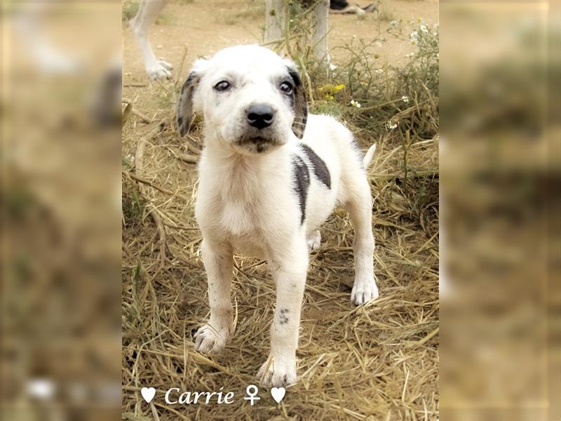 Cherrie und Terry suchen ab Mitte Juli ein Zuhause