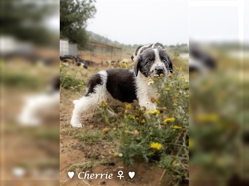 Cherrie und Terry suchen ab Mitte Juli ein Zuhause