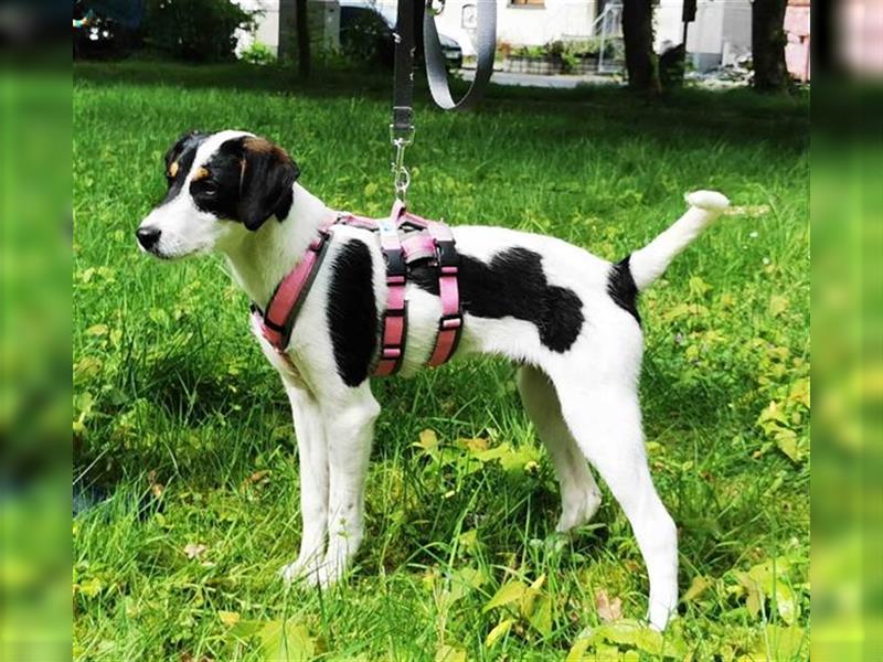 Giro - hübscher Junghund sucht seine Menschen