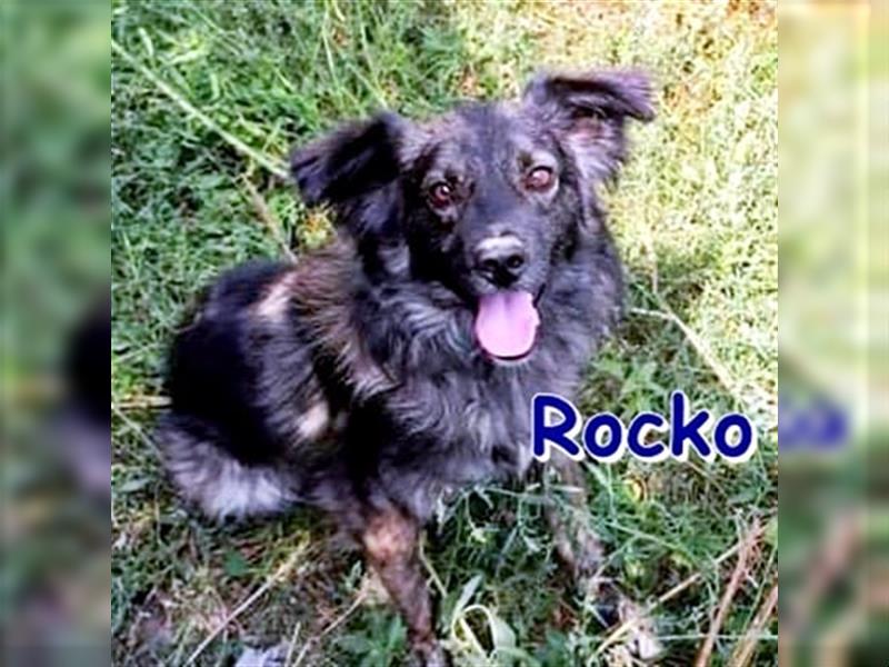 ROCKO ❤ sucht sein Für-Immer-Zuhause