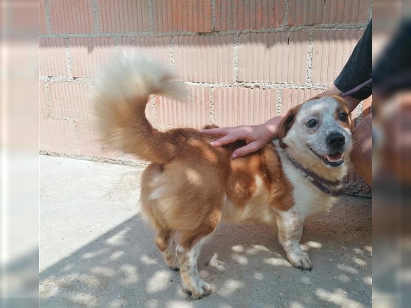 Zbelava - besonderer Hund für besondere Menschen